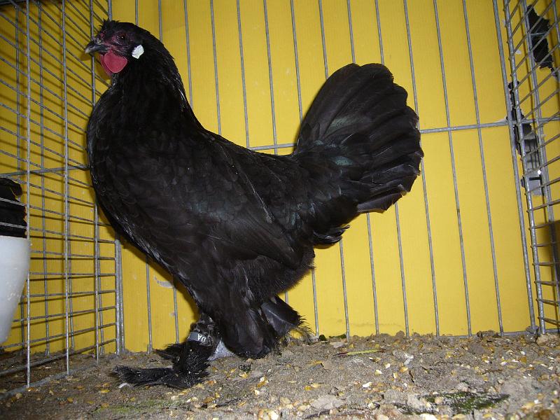 Hannover 2008 097.jpg - Zwerg Breda schwarz von Thomas Ruth Preis hv 96 LVP